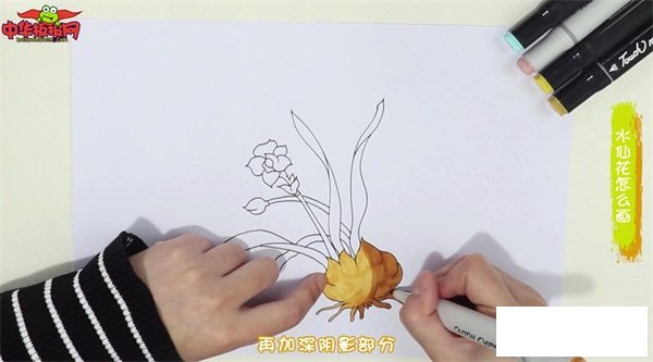水仙花怎么画