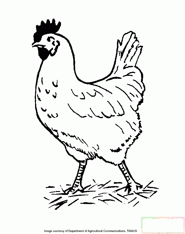 公鸡在草地上走简笔画