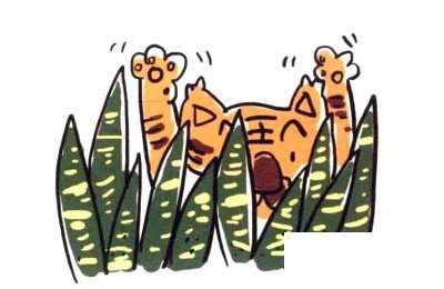虎皮兰简笔画图片