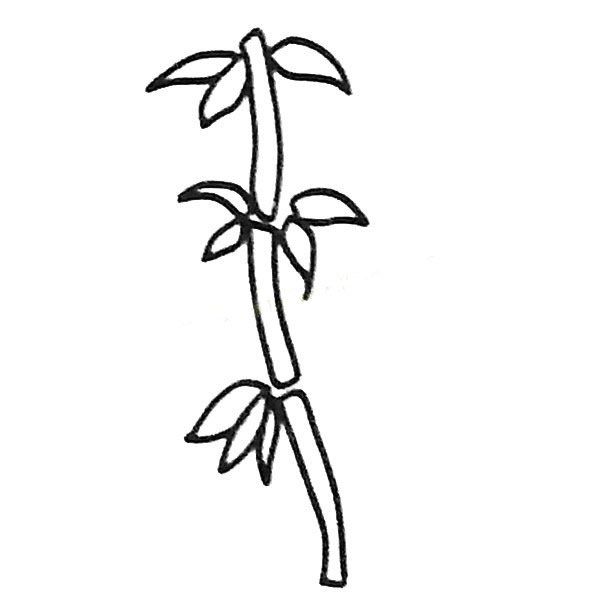 漂亮的竹子简笔画图片