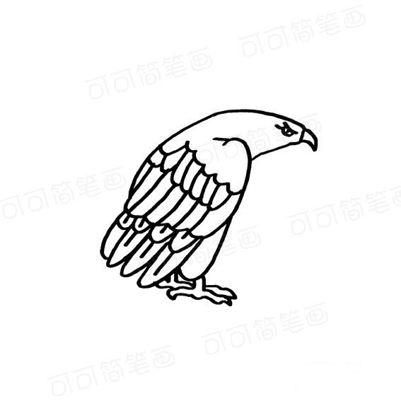 老鹰的简笔画法飞禽类