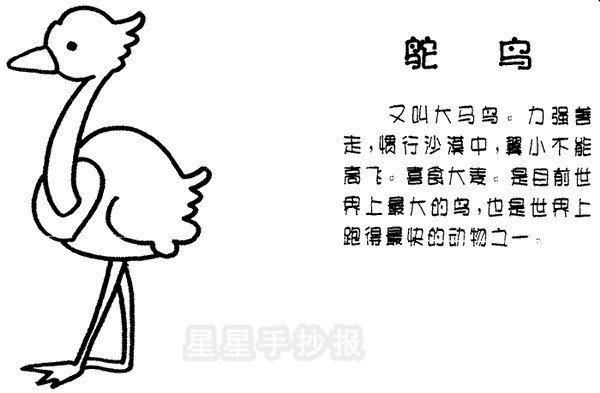 鸵鸟简笔画
