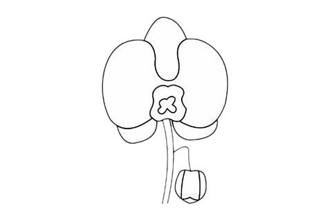 蝴蝶兰简笔画完成图