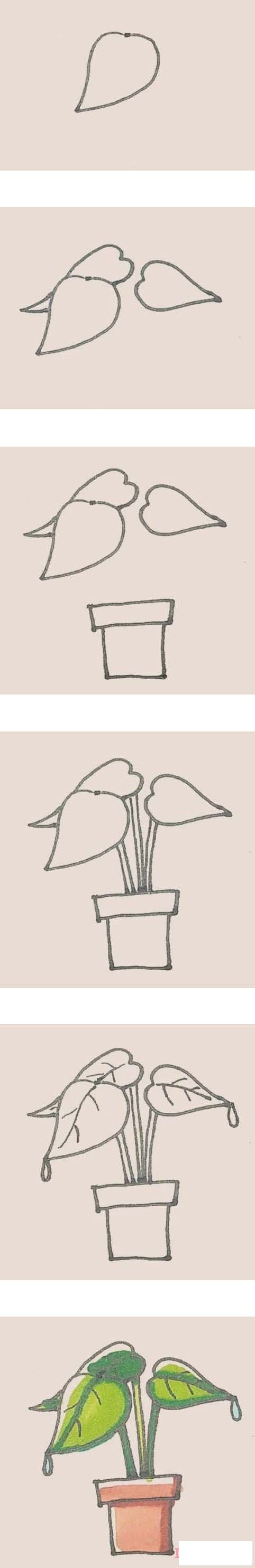 滴水观音盆栽简笔画画法步骤教程涂颜色