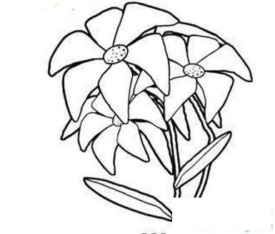 简笔画美丽动人的百合花的具体画法步骤图片教程