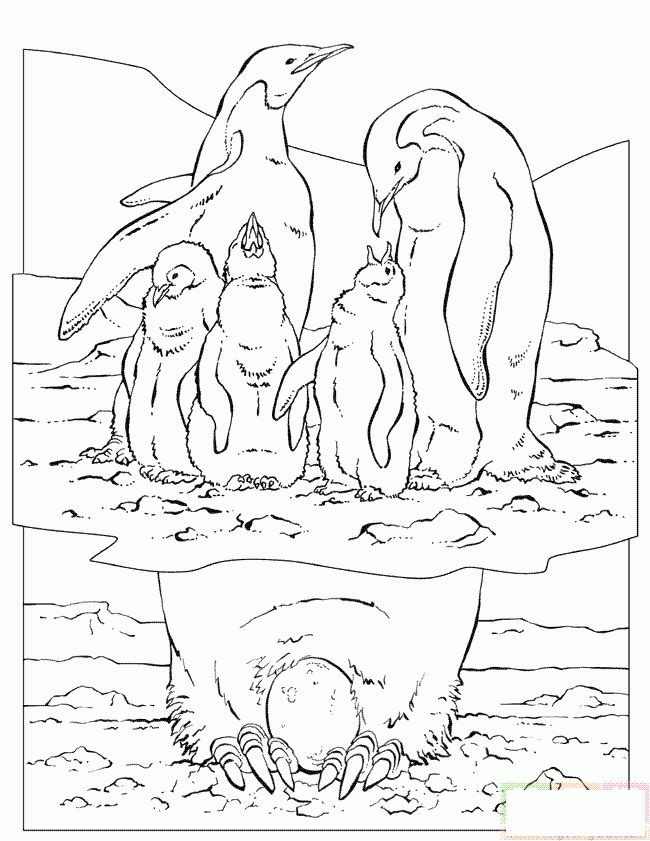 小企鹅与企鹅妈妈简笔画