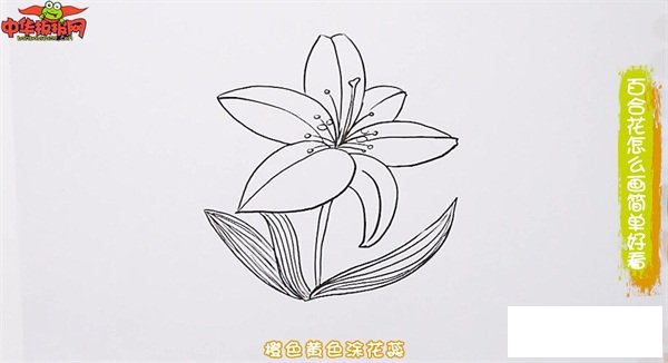 百合花怎么画简单好看