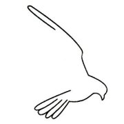 鹰简笔画的画法步骤