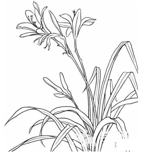 手绘兰花怎么画简单漂亮兰花简笔画图片