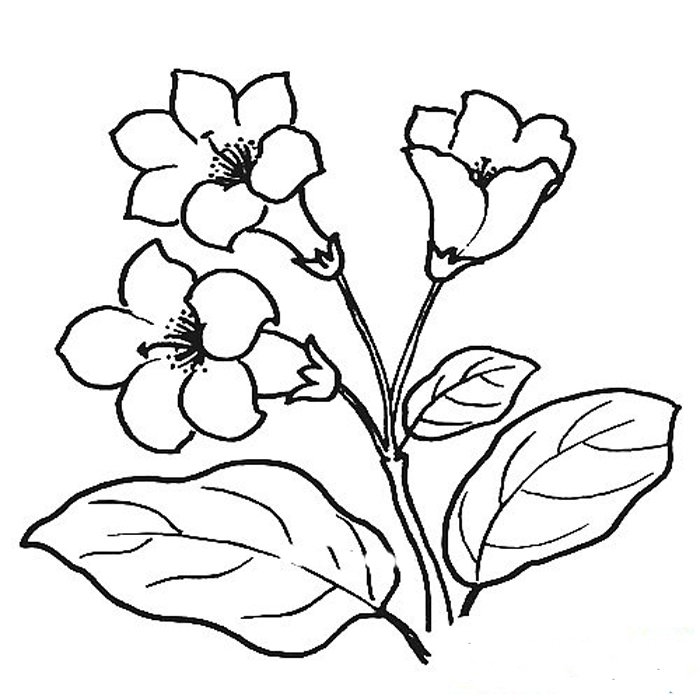 杜鹃花简笔画