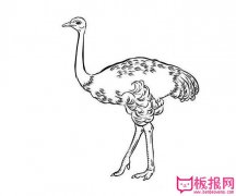 鸵鸟简笔画图片大全，简笔画鸵鸟的画法