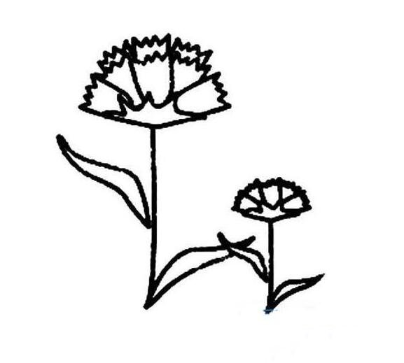 母亲节康乃馨简笔画，康乃馨怎么画