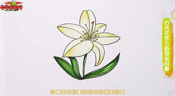 百合花怎么画简单好看