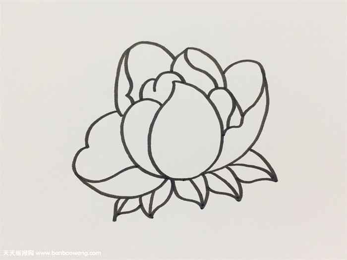 芍药简单画法