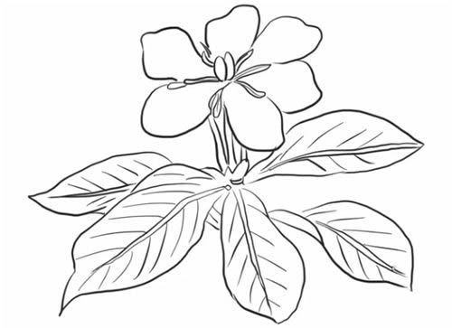 栀子花简笔画步骤教程